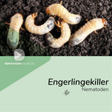 Nematoden gegen Engerlinge (Heterorhabditis bacteriophora)