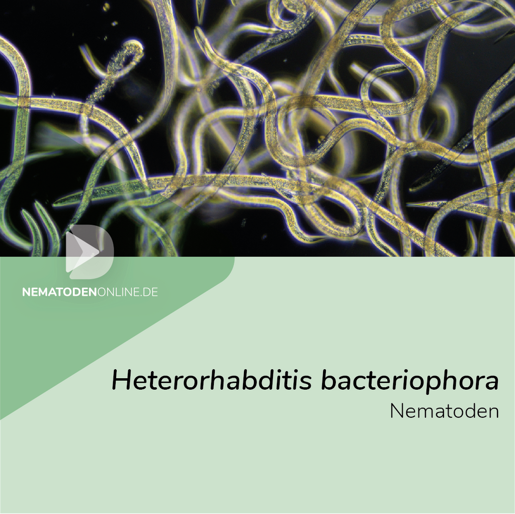 Heterorhabditis bacteriophora