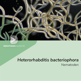 Heterorhabditis bacteriophora