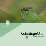 Nematoden gegen Kohlfliege (Steinernema carpocapsae)