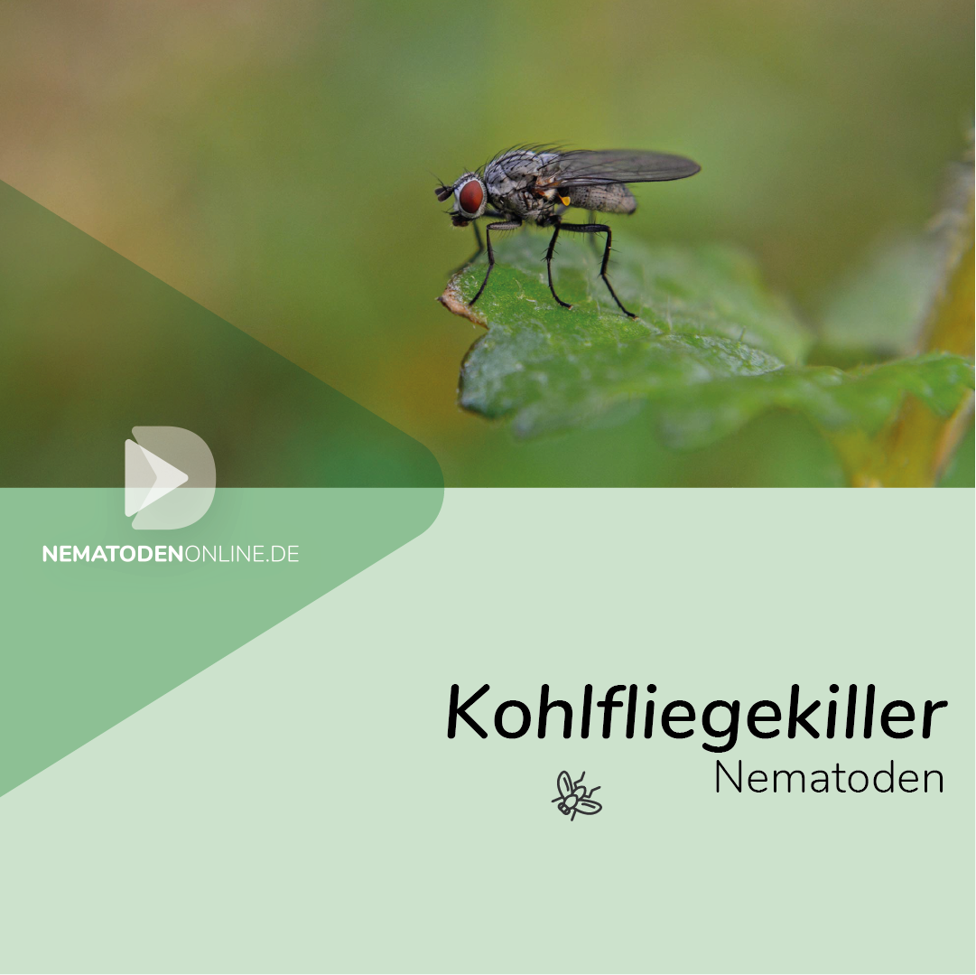 Nematoden gegen Kohlfliege (Steinernema feltiae)