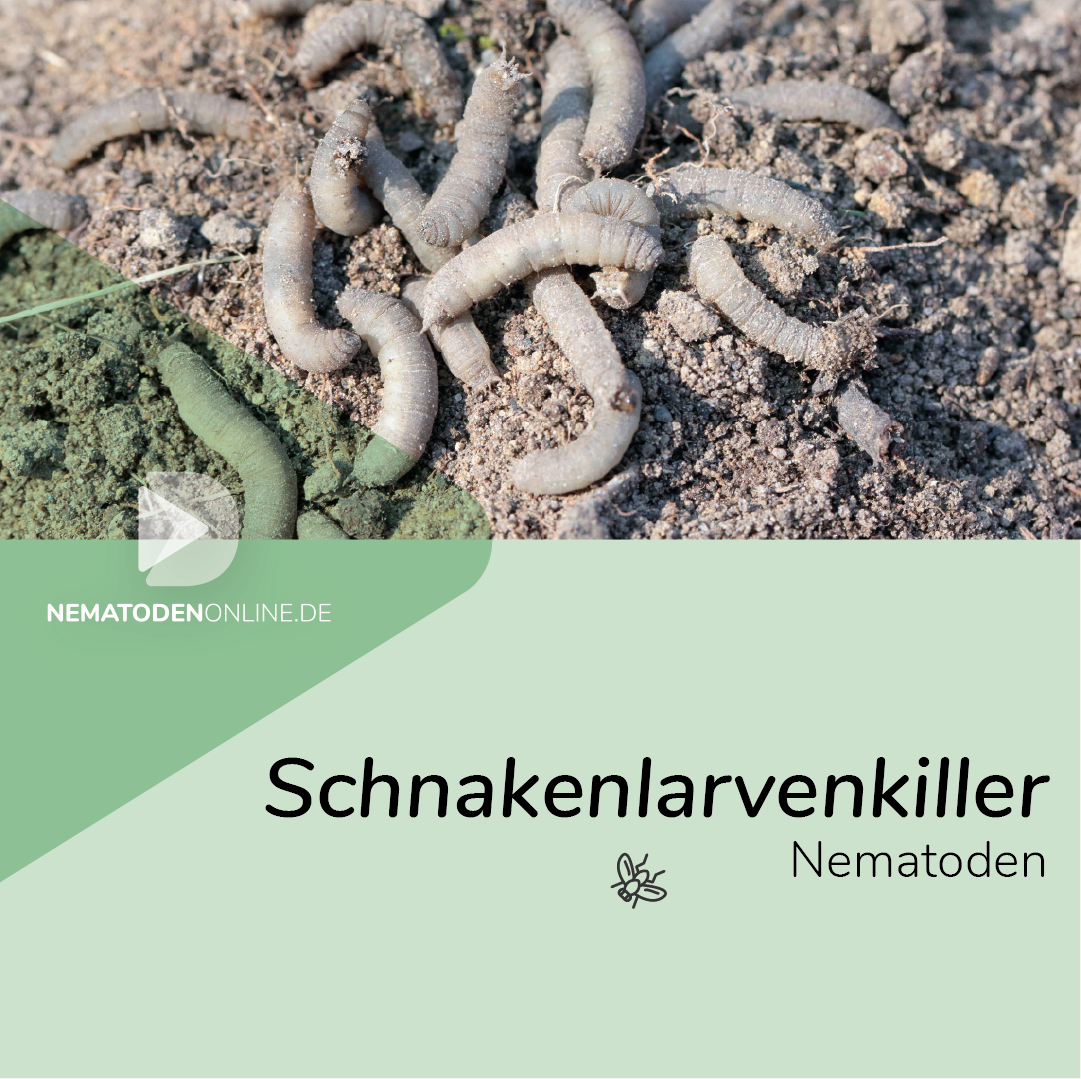 Nematoden gegen Schnakenlarven (Steinernema carpocapsae)