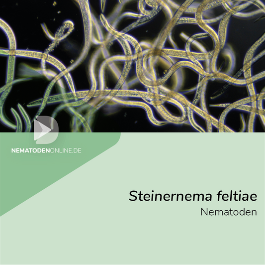 Steinernema feltiae