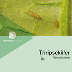Nematoden gegen Thripse (Steinernema carpocapsae)