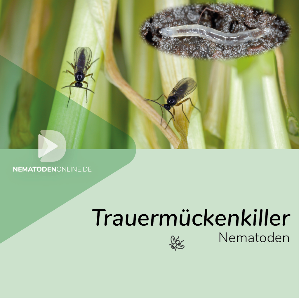Nematoden gegen Trauermücken (Steinernema feltiae)