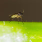 Nematoden gegen Trauermücken (Steinernema feltiae)