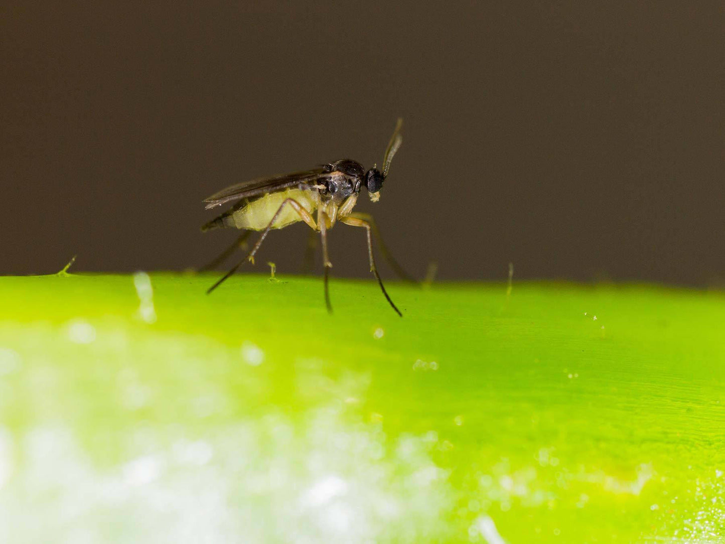 Nematoden gegen Trauermücken (Steinernema feltiae)